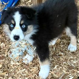 Harry - Black tri male Miniature Australian Shepherd puppy in Patterson, North Carolina from DreamLine Aussies