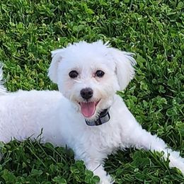 Maltese, Poodles, and Yorkshire Terriers from Lil Pawsome Puppies, LLC