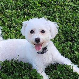 Maltese, Poodles, and Yorkshire Terriers from Lil Pawsome Puppies, LLC