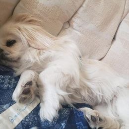 Pekingese All Grown Up from Debbie Jansen's Pekingese
