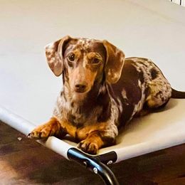 Mocha - Dachshund