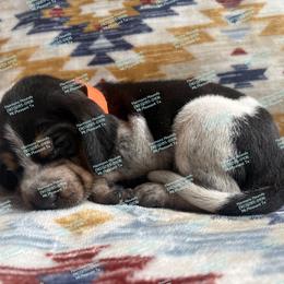 Mr. Orange - Blue ticked and tan male Bluetick Coonhound puppy in Mount Pleasant, Texas from Harmons Hounds