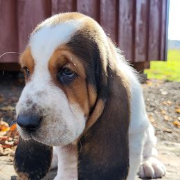 Basset Hound Puppies from Legendary Basset Hounds