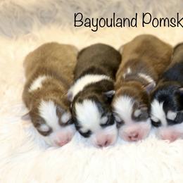 Girl 1 - Black and white female Pomsky puppy in Denham Springs, Louisiana from Bayouland Pomskies