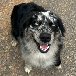 Gus - Australian Shepherd