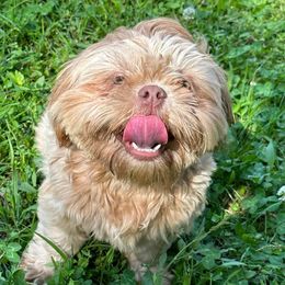 Scotch - Shih Tzu