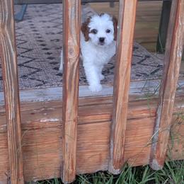 Cavapoo Puppies from Crystal Coast Cavapoodles