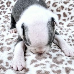 Girl 3 - Black and white Boston Terrier puppy in Anson, Texas from Adrienne Campbell's Boston Terriers