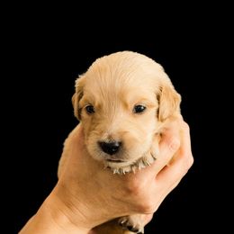 Poppi ( Light pink) - Dark golden female Golden Retriever puppy in Oregon from A Goldens First Love
