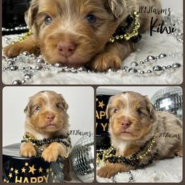 (4) Noelle, RMF - Red merle female Miniature American Shepherd puppy in Huntington, Texas from JKKJ Farms