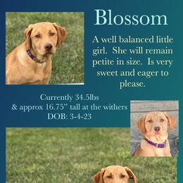 Labrador Retriever Puppies from Clark’s Loyal Labradors