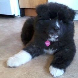Akita Puppies from Ursa Major Akitas