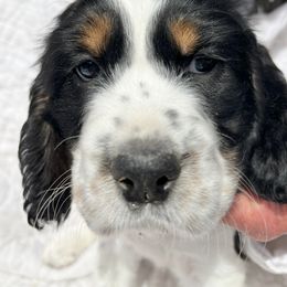 English Springer Spaniel Puppies from Silly Springers
