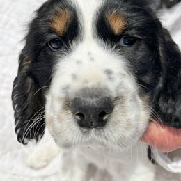 English Springer Spaniel Puppies from Silly Springers
