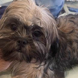Girl1 - Shih Tzu puppy in Kissimmee, Florida from Bebe AKC Puppies