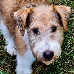Wire Fox Terriers from Ivy Hollow Wire Fox Terriers