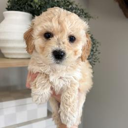 Lily - female Cavapoochon puppy in Morris, Pennsylvania from Heartland Puppies