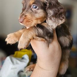 Rolo - Chocolate and tan male Dachshund puppy in Pasco, Washington from G & G Kennel