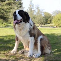 Bridget - Brown and white female Saint Bernard puppy in Green Forest, Arkansas from Horseshoe Drive Kennel