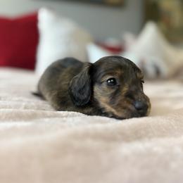 Lambo - Brindle male Dachshund puppy in Temecula, California from Naomi Magee's Dachshund Kennel