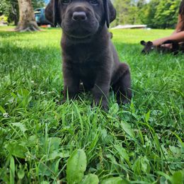 Labrador Retriever Puppies from Mac's Labradors