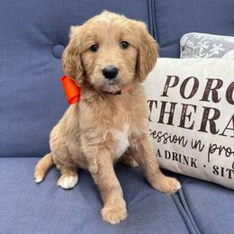 Coreopsis - Cream male Goldendoodle puppy in The Woodlands, Texas from Gracie's Goldendoodles and Bernedoodles