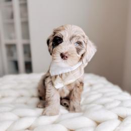 Maid- 12 Days of Christmas - Merle male Goldendoodle puppy in Syracuse, Indiana from The Doodle Cove