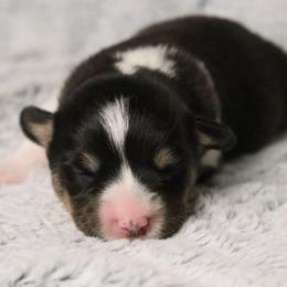 🌩️ Thunder 🌩️ - Black and tan male Pembroke Welsh Corgi puppy in Fayetteville, Arkansas from Intergalactic Corgis