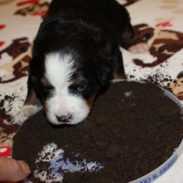 Bernese Mountain Dog Puppies from Baby Bear Bernese Kennel