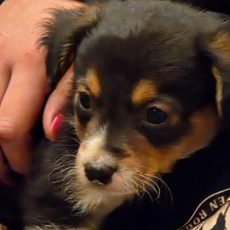 Chase - Black tri-color male Assorted Doodle Crosses puppy in Mouth Of Wilson, Virginia from Holly Ridge Aussies, Aussiedoodles & Corgis