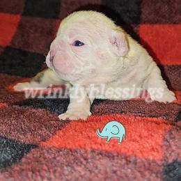 Beau - Red brindle and white male Bulldog puppy in Granville, Iowa from Wrinkly Blessings English Bulldogs
