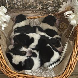 Basset Hound puppies from Lazy Daisy Basset Hounds
