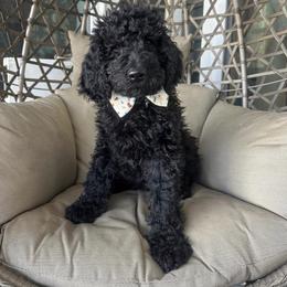 Goldendoodle Puppies from Rustic Road Doodles