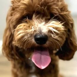 Jeter - Goldendoodle