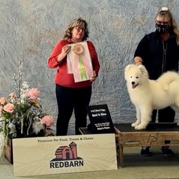 Samoyed Puppies from Carefree Samoyeds