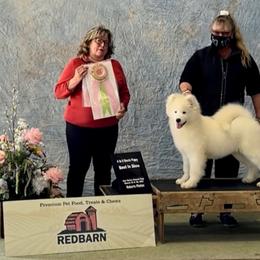Samoyed Puppies from Carefree Samoyeds
