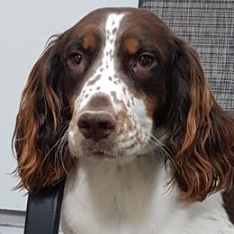 Bailey - English Springer Spaniel