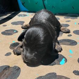 Charlie - Black and tan male Dachshund puppy in Hawley, Texas from Foxy’s Dachshunds & Toy Aussies
