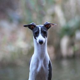 Italian Greyhound Puppies from Macabre Italian Greyhounds