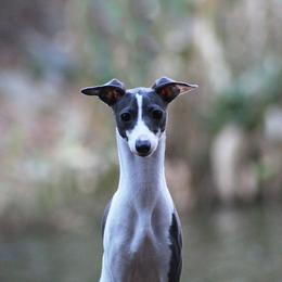 Italian Greyhound Puppies from Macabre Italian Greyhounds