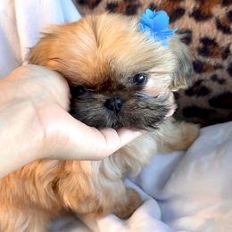 Saint Louis (S5,999) - Gold male Shih Tzu puppy in Frederick, Maryland from Shih Tzu Puppy in Maryland