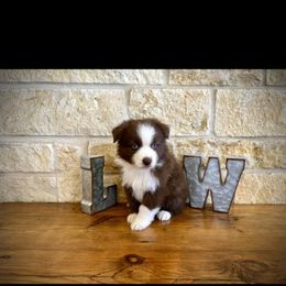 Australian Shepherd and Miniature Australian Shepherd Puppies from L Bar W Aussie Ranch