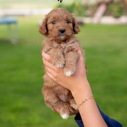 Muffin - Red  female Goldendoodle puppy in Meridian, Idaho from Country Club Doodles
