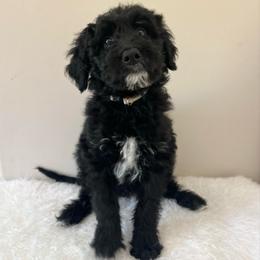 Noodle - White and black male Bordoodle puppy in Valley Center, California from Circle R Valley Bordoodls