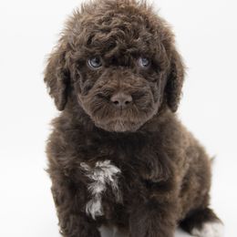 Cupid - White Collar - Chocolate male Labradoodle puppy in Lehi, Utah from Our Little Farm Life Doodles