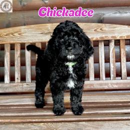 Chickadee - Black female Bernedoodle puppy in Banner Elk, North Carolina from Walnut Tree Bernedoodles