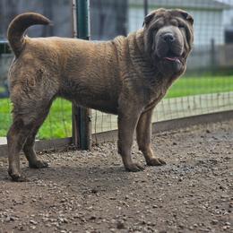 Dreamer - Chinese Shar-Pei