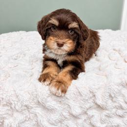 Gabriel - male Labradoodle puppy in Springfield, Ohio from Dawson & Daryn's Royal Companions