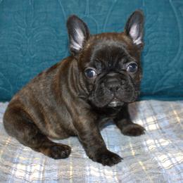 Skye - Brindle female French Bulldog puppy in Salem, Alabama from Millander Bullies  French Bulldogs