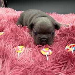 Lollipop - Blue female French Bulldog puppy in Grand Praire, Texas from Von Darr Kennels